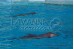 Acuario Hermosillo